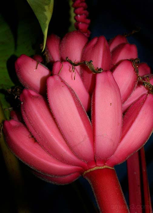 Κόκκινες μπανάνες: Άλλο φρούτο! - Φωτογραφία 3