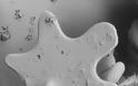 ΣΠΑΝΙΕΣ ΕΙΚΟΝΕΣ - Οι χιονονιφάδες στο μικροσκόπιο - Φωτογραφία 8