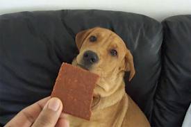 VIDEO: Ξεκαρδιστική αντίδραση σκύλου σε τροφή που δεν του αρέσει - Φωτογραφία 1