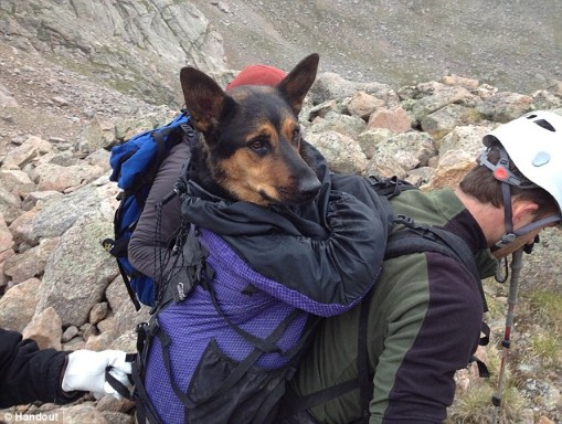Εγκατέλειψαν στο βουνό το σκυλί και το έσωσαν μέσω Facebook - Φωτογραφία 1