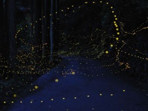 ΔΕΙΤΕ: Η φωτεινή διαδρομή των… πυγολαμπίδων! - Φωτογραφία 1