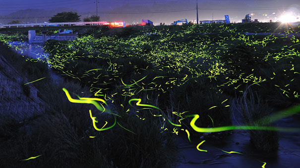 ΔΕΙΤΕ: Η φωτεινή διαδρομή των… πυγολαμπίδων! - Φωτογραφία 7