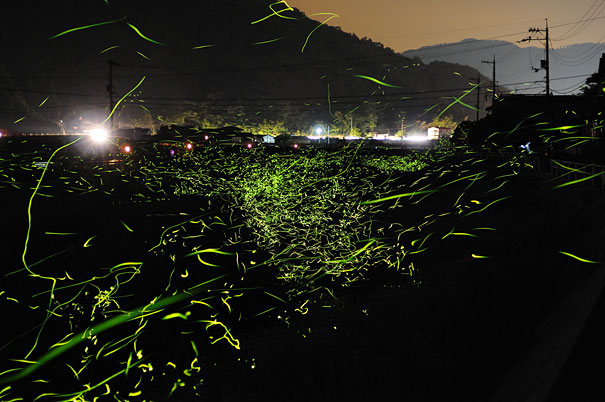 ΔΕΙΤΕ: Η φωτεινή διαδρομή των… πυγολαμπίδων! - Φωτογραφία 8