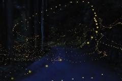 ΔΕΙΤΕ: Η φωτεινή διαδρομή των… πυγολαμπίδων!