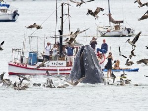 ΒΙΝΤΕΟ – Μοναδικό θέαμα: Φάλαινες βγήκαν… στα «ρηχά», για να φάνε! - Φωτογραφία 1