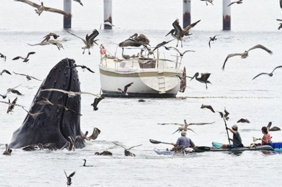 ΜΟΝΑΔΙΚΟ VIDEO: Έκπληκτοι λουόμενοι αντικρίζουν φάλαινες στα ρηχά - Φωτογραφία 1
