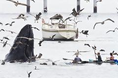 ΜΟΝΑΔΙΚΟ VIDEO: Έκπληκτοι λουόμενοι αντικρίζουν φάλαινες στα ρηχά