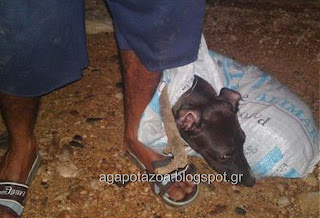 Πακιστανοί μετέφεραν σκύλο μέσα σε τσουβάλι - Φωτογραφία 1