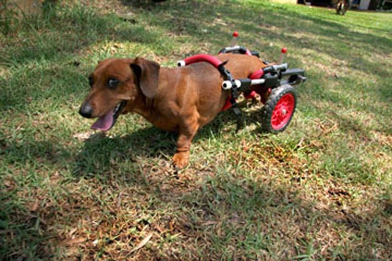 ΑΠΙΣΤΕΥΤΕΣ ΦΩΤΟΓΡΑΦΙΕΣ: Ζώα σε αναπηρικά καροτσάκια - Φωτογραφία 14