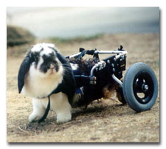 ΑΠΙΣΤΕΥΤΕΣ ΦΩΤΟΓΡΑΦΙΕΣ: Ζώα σε αναπηρικά καροτσάκια - Φωτογραφία 17