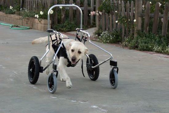 ΑΠΙΣΤΕΥΤΕΣ ΦΩΤΟΓΡΑΦΙΕΣ: Ζώα σε αναπηρικά καροτσάκια - Φωτογραφία 30