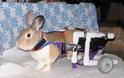 ΑΠΙΣΤΕΥΤΕΣ ΦΩΤΟΓΡΑΦΙΕΣ: Ζώα σε αναπηρικά καροτσάκια - Φωτογραφία 1