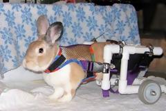 ΑΠΙΣΤΕΥΤΕΣ ΦΩΤΟΓΡΑΦΙΕΣ: Ζώα σε αναπηρικά καροτσάκια