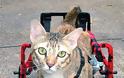 ΑΠΙΣΤΕΥΤΕΣ ΦΩΤΟΓΡΑΦΙΕΣ: Ζώα σε αναπηρικά καροτσάκια - Φωτογραφία 13