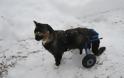 ΑΠΙΣΤΕΥΤΕΣ ΦΩΤΟΓΡΑΦΙΕΣ: Ζώα σε αναπηρικά καροτσάκια - Φωτογραφία 16