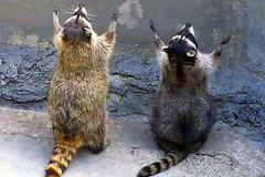 ΔΕΙΤΕ: Τα ζώα… προσεύχονται!