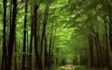 Προστασία των δασών και των υδατικών πόρων