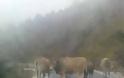 «Θέρισε» αγελάδα αυτοκίνητο στα Τρίκαλα