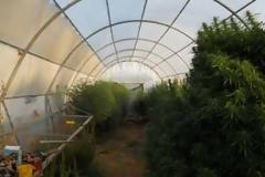 Τα φύλαγε μέσα σε θερμοκήπιο