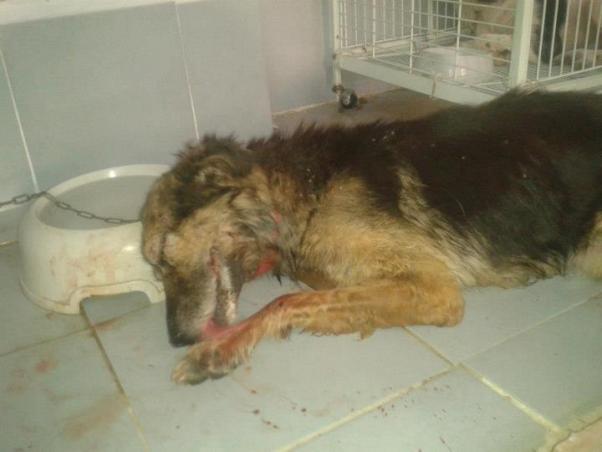 Φρίκη στην Κοζάνη: Έβγαλαν τα μάτια σκύλου, τον χαράκωσαν και τον άφησαν να αιμορραγεί στον δρόμο!!! - Φωτογραφία 1