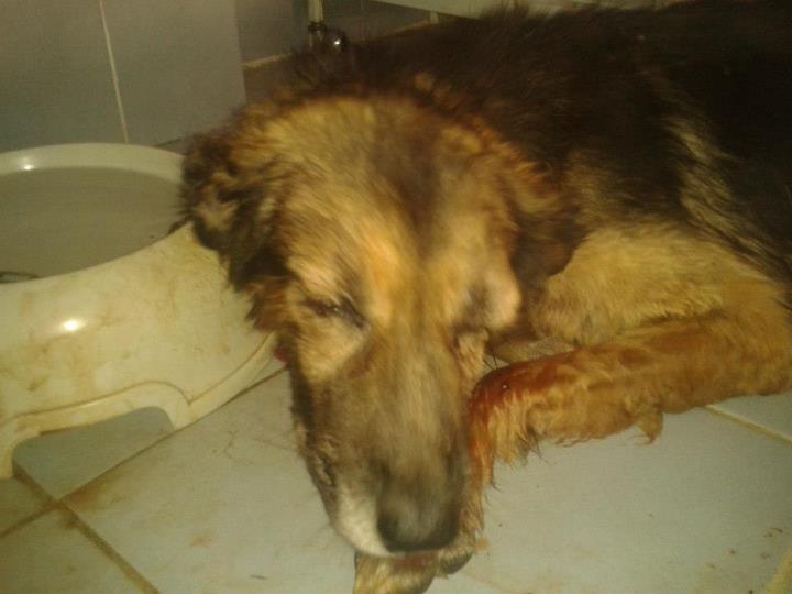 Φρίκη στην Κοζάνη: Έβγαλαν τα μάτια σκύλου, τον χαράκωσαν και τον άφησαν να αιμορραγεί στον δρόμο!!! - Φωτογραφία 3