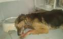 Φρίκη στην Κοζάνη: Έβγαλαν τα μάτια σκύλου, τον χαράκωσαν και τον άφησαν να αιμορραγεί στον δρόμο!!!