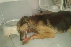 Φρίκη στην Κοζάνη: Έβγαλαν τα μάτια σκύλου, τον χαράκωσαν και τον άφησαν να αιμορραγεί στον δρόμο!!!