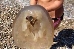 ΦΩΤΟ: «Μέδουσες – γίγαντες» κατακλύζουν τις ακτές της Αχαΐας!