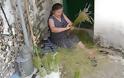 Γυναίκες στα χωριά φτιάχνουν σκούπες από χορτάρια, λόγω της κρίσης!