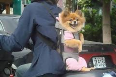 Περιεργη μεταφορά σκύλου με μηχανακι