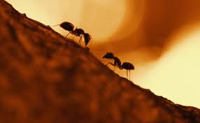 Ξεφορτωθείτε τα μυρμήγκια με απλούς φυσικούς τρόπους. - Φωτογραφία 1