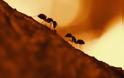 Ξεφορτωθείτε τα μυρμήγκια με απλούς φυσικούς τρόπους.