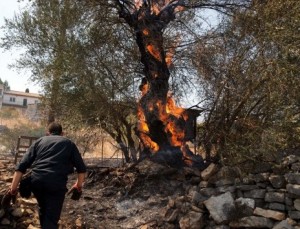 Λασίθι: Στις φλόγες στρέμματα με ελαιόδεντρα - Φωτογραφία 1