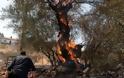 Λασίθι: Στις φλόγες στρέμματα με ελαιόδεντρα