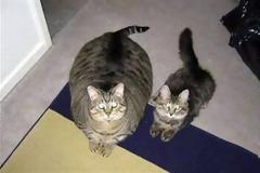 ΔΕΙΤΕ: Σαν δυο σταγόνες...