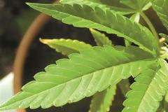 Φάκελος «Κάνναβη» Το πλέον αμφιλεγόμενο φυτό μπαίνει στο «μικροσκόπιο»