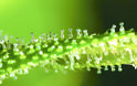 Φάκελος «Κάνναβη» Το πλέον αμφιλεγόμενο φυτό μπαίνει στο «μικροσκόπιο» - Φωτογραφία 3