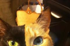 Δείτε την πιο διάσημη γάτα του κόσμου!