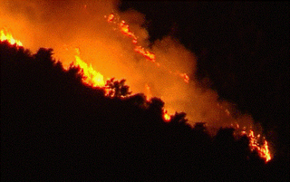 Στις φλόγες το πευκοδάσος της Αρκίτσας. Σώθηκαν τα σπίτια των οικισμών - Φωτογραφία 1