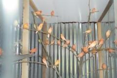 Τα καναρίνια της πύλης!