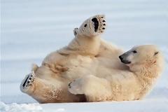 ΔΕΙΤΕ: Τα τσαλιμάκια του ζωικού βασιλείου