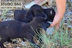 Άγνωστοι πέταξαν τρία κουτάβια στο Ναύπλιο