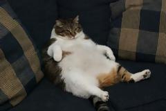 Ζώα που έφαγαν μέχρι σκασμού στις καλοκαιρινές διακοπές