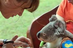 ΔΕΙΤΕ: Εθελοντές σώζουν τα κοάλα