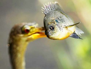 VIDEO: Έξυπνο πουλί πηγαίνει για… ψάρεμα! - Φωτογραφία 1