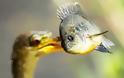 VIDEO: Έξυπνο πουλί πηγαίνει για… ψάρεμα!