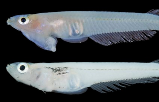 Νέο είδους ψαριού έχει τα γεννητικά του όργανα στο... στόμα - Φωτογραφία 1