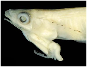 Νέο είδους ψαριού έχει τα γεννητικά του όργανα στο... στόμα - Φωτογραφία 2
