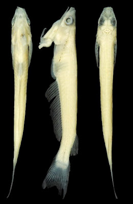 Νέο είδους ψαριού έχει τα γεννητικά του όργανα στο... στόμα - Φωτογραφία 3