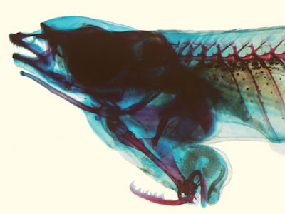 Νέο είδους ψαριού έχει τα γεννητικά του όργανα στο... στόμα - Φωτογραφία 4